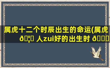 属虎十二个时辰出生的命运(属虎 🦍 人zui
好的出生时 🐋 辰)